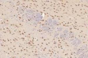Immunohistochemistry analysis of paraffin-embedded mouse cerebellum using,TCOF1 (ABIN7076003) at dilution of 1: 2800 (TCOF1 anticorps)