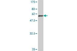 Western Blot detection against Immunogen (49.