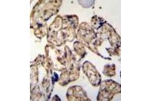 Immunohistochemistry analysis in formalin fixed and paraffin embedded human placenta tissue reacted with LRRC45 Antibody (C-term) followed by peroxidase conjugation of the secondary antibody and DAB staining. (LRRC45 anticorps  (C-Term))