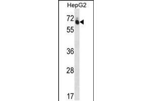 Western blot analysis in HepG2 cell line lysates (35ug/lane). (GUF1 anticorps  (N-Term))