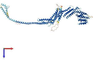 AlphaFold protein structure predicition of Mouse Recombinant Cog5 Protein, UniprotID Q8C0L8