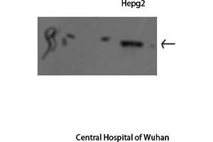 Western Blot (WB) analysis: Please contact us for more details.