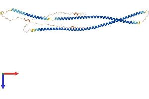 AlphaFold protein structure predicition of Mouse Recombinant Krt80 Protein, UniprotID Q0VBK2