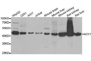 Western blot analysis of extracts of various cell lines, using ACY1 antibody. (Aminoacylase 1 anticorps)