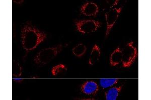 Confocal immunofluorescence analysis of U2OS cells using Hsp60 Polyclonal Antibody at dilution of 1:100. (HSPD1 anticorps)