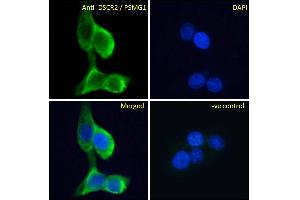 ABIN570956 Immunofluorescence analysis of paraformaldehyde fixed A431 cells, permeabilized with 0. (PSMG1 anticorps  (C-Term))