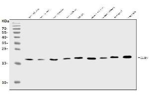 Western blot analysis of IL1RA/Il1rn using anti-IL1RA/Il1rn antibody (ABIN7601415).