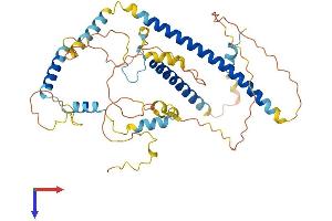 AlphaFold protein structure predicition of Mouse Recombinant Fsip1 Protein, UniprotID Q9D3V5