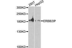 Western blot analysis of extracts of various cells, using ERBB2IP antibody.