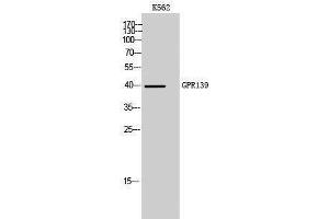 Western Blotting (WB) image for anti-G Protein-Coupled Receptor 139 (GPR139) (Internal Region) antibody (ABIN3175334) (GPR139 anticorps  (Internal Region))