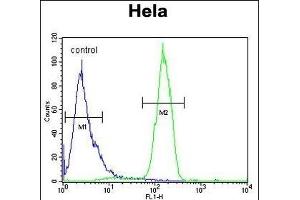 C13orf3 Antibody (Center) (ABIN652928 and ABIN2842594) flow cytometric analysis of Hela cells (right histogram) compared to a negative control cell (left histogram). (SKA3 anticorps  (AA 226-253))