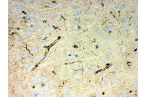 Anti- Peroxiredoxin 1 Picoband antibody, IHC(P): Mouse Brain Tissue (Peroxiredoxin 1 anticorps  (Middle Region))