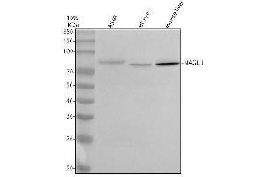 Western blot analysis of NAGLU using anti-NAGLU antibody (ABIN7600838).
