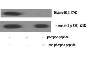 Western Blotting (WB) image for anti-Histone H3.3 (Ser101) antibody (ABIN3175505) (Histone H3.3 anticorps  (Ser101))