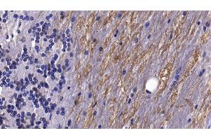 Detection of BDNF in Porcine Cerebellum Tissue using Monoclonal Antibody to Brain Derived Neurotrophic Factor (BDNF) (BDNF anticorps  (AA 20-252))