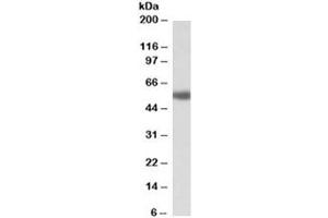 Western blot testing of human prostate lysate with ADRA1A antibody at 1ug/ml. (alpha 1 Adrenergic Receptor anticorps)