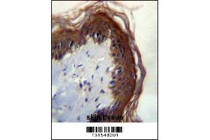 LIPM Antibdy immunohistochemistry analysis in formalin fixed and paraffin embedded human skin tissue followed by peroxidase conjugation of the secondary antibody and DAB staining. (LIPM anticorps  (C-Term))