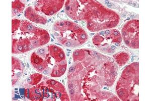 ABIN5539605 (5µg/ml) staining of paraffin embedded Human Kidney. (UROD anticorps  (Internal Region))