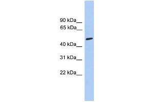 WB Suggested Anti-CHRNA5 Antibody Titration:  0.