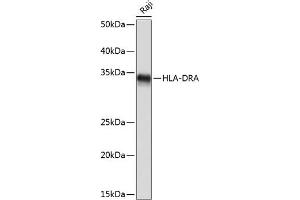 Western blot analysis of extracts of Raji cells, using HLA-DRA Rabbit mAb (ABIN7267758) at 1:1000 dilution. (HLA-DRA anticorps)