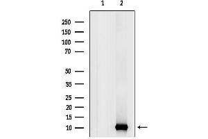 anti-Ubiquitin-Fold Modifier 1 (UFM1) (Internal Region) antibody