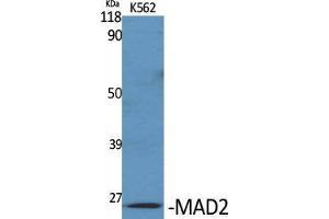 Western Blot (WB) analysis of specific cells using MAD2 Polyclonal Antibody. (MAD2 anticorps  (Internal Region))