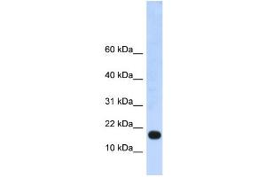 anti-LOC115648 (LOC115648) (Middle Region) antibody