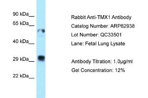 Western Blotting (WB) image for anti-Thioredoxin-Related Transmembrane Protein 1 (TMX1) (C-Term) antibody (ABIN2789306) (TMX1 anticorps  (C-Term))