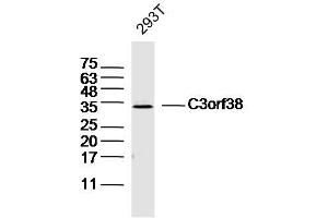 293T lysates probed with C3orf38 Polyclonal Antibody, Unconjugated  at 1:300 dilution and 4˚C overnight incubation. (C3orf38 anticorps  (AA 21-120))