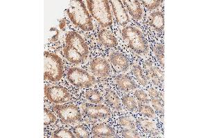 Immunohistochemical analysis of paraffin-embedded Human stomach tissue using A performed on the Leica® BOND RXm.