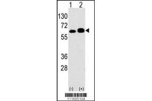 Western blot analysis of anti-RPS6KB1 Antibody Pab in 293 cell line lysates transiently transfected with the RPS6KB1 gene (2ug/lane). (RPS6KB1 anticorps  (AA 277-306))