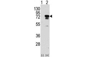 Western blot analysis of EIF4B antibody and 293 cell lysate (2 ug/lane) either nontransfected (Lane 1) or transiently transfected with the EIF4B gene (2).