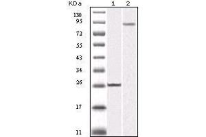 Western blot analysis using IKBKB mouse mAb against truncated IKBKB recombinant protein (1) and K562 cell lysate (2).