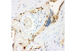 Anti- MSK1 Picoband antibody, IHC(P) IHC(P): Human Placenta Tissue