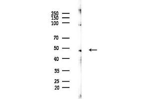 anti-Thyroid Hormone Receptor Interactor 13 (TRIP13) (C-Term) antibody