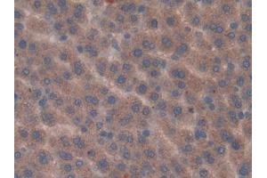Used in DAB staining on fromalin fixed paraffin- embedded kidney tissue (Vip anticorps  (AA 34-157))