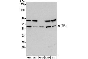Western Blotting (WB) image for anti-TIA1 Cytotoxic Granule-Associated RNA Binding Protein (TIA1) (AA 1-50) antibody (ABIN7453219)
