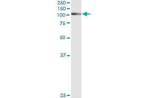 Immunoprecipitation of AHR transfected lysate using anti-AHR monoclonal antibody and Protein A Magnetic Bead , and immunoblotted with AHR MaxPab rabbit polyclonal antibody.