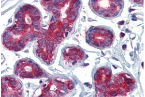 Human Breast (formalin-fixed, paraffin-embedded) stained with TAL1 antibody ABIN462261 followed by biotinylated goat anti-rabbit IgG secondary antibody ABIN481713, alkaline phosphatase-streptavidin and chromogen.