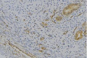 ABIN6276958 at 1/100 staining Human uterus tissue by IHC-P. (CXCL7 anticorps  (Internal Region))
