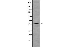 Western blot analysis of MUC7 using K562 whole cell lysates (MUC7 anticorps  (Internal Region))