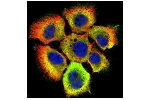 ICC/IF Image Confocal immunofluorescence analysis (Olympus FV10i) of paraformaldehyde-fixed A431, using HSP70 1A, antibody (Green) at 1:500 dilution.