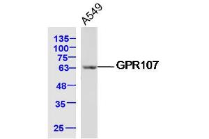 A549 lysates probed with GPR107 Polyclonal Antibody, Unconjugated  at 1:300 dilution and 4˚C overnight incubation. (GPR107 anticorps  (AA 301-400))