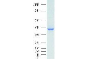 Validation with Western Blot