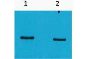 anti-SRT Tag antibody