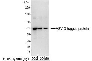 anti-VSV-G Epitope Tag antibody (FITC)
