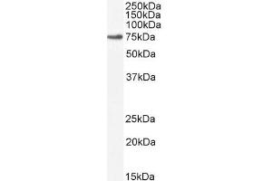 ABIN185640 (2µg/ml) staining of NIH3T3 cell lysate (35µg protein in RIPA buffer).