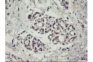 Image no. 1 for anti-Myoneurin (MYNN) (AA 10-300) antibody (ABIN1490792)