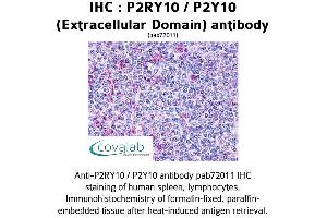 Image no. 1 for anti-Purinergic Receptor P2Y, G-Protein Coupled, 10 (P2RY10) (2nd Extracellular Domain) antibody (ABIN1737749)