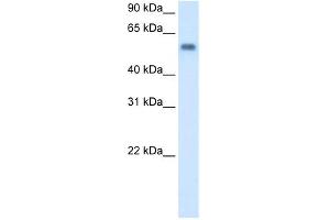 WB Suggested Anti-MAOB Antibody Titration:  0. (Monoamine Oxidase B anticorps  (C-Term))